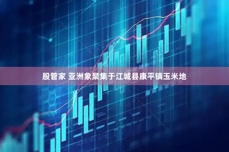 股管家 亚洲象聚集于江城县康平镇玉米地